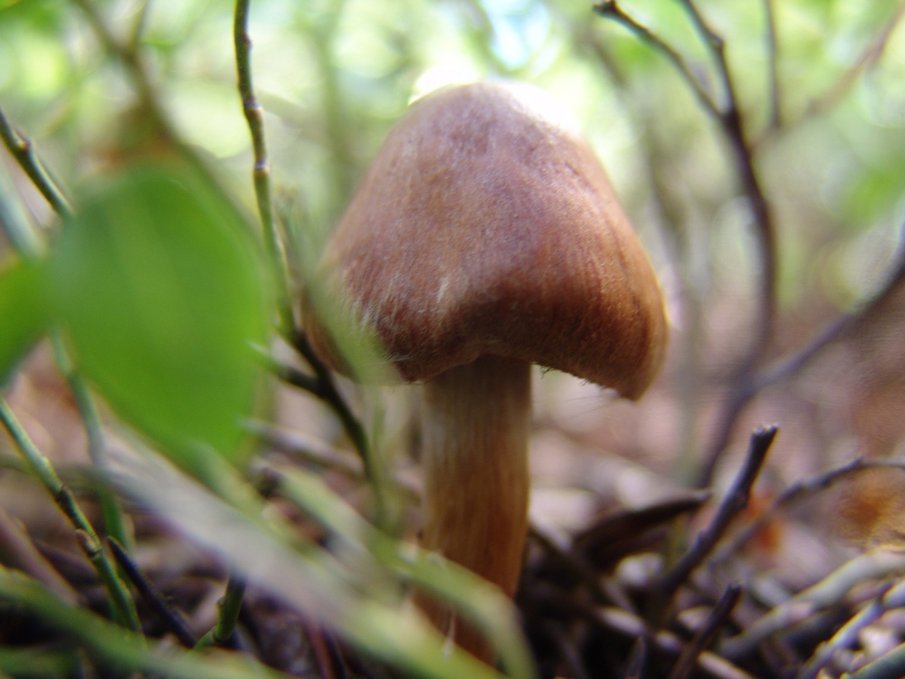 mossy mushroom